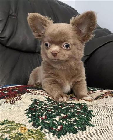 $450 : Chihuahua puppies for adoption image 4