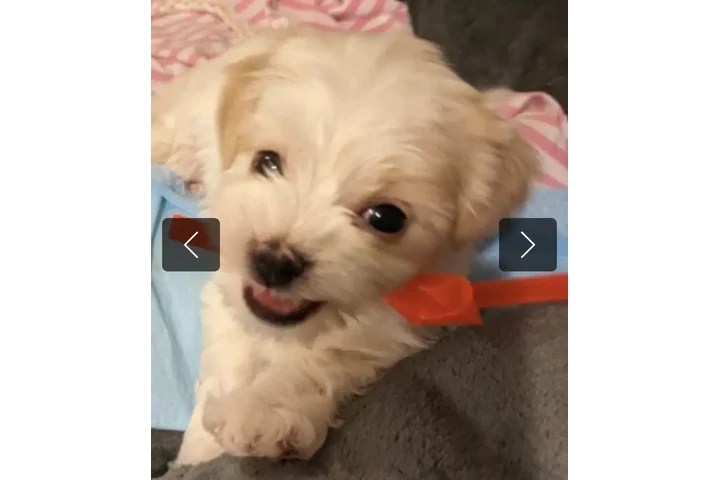 $300 : Yorkiepoo en adopción image 1