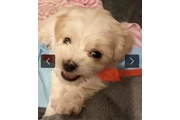 Yorkiepoo en adopción en Los Angeles