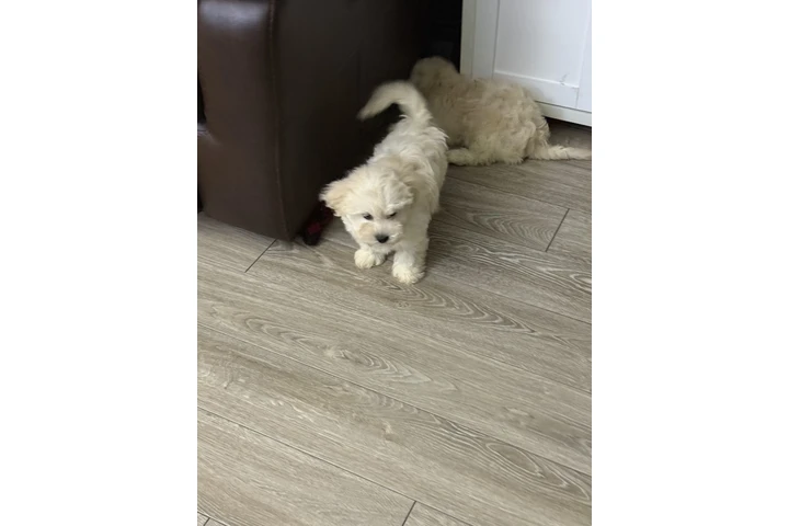 $4 : Bichon maltés image 7