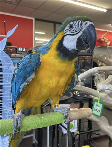 $500 : Macaw Parrot 🐦 image 1