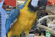 Macaw Parrot 🐦 en Tampa