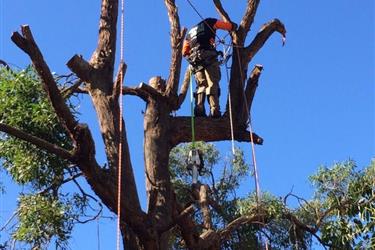 ¡¡BEST TREE REMOVAL!! en Indianapolis