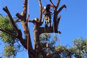 ¡¡BEST TREE REMOVAL!! en Indianapolis