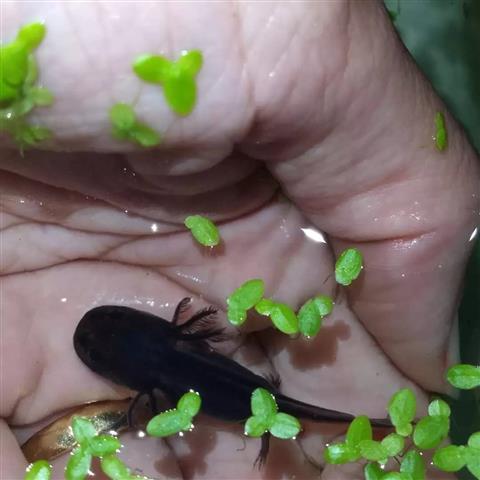 $45 : adorables axolotls image 1