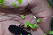 adorables axolotls en Atlanta