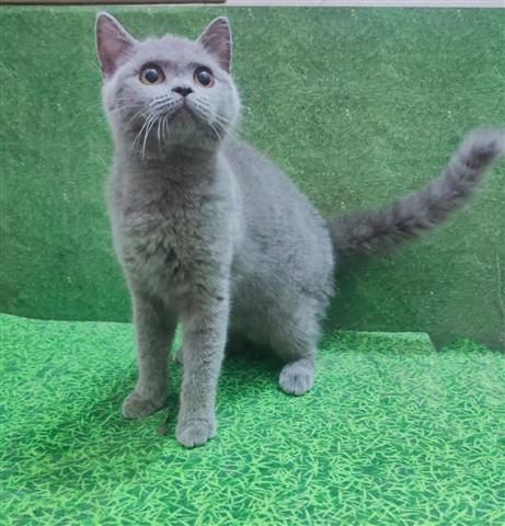 $300 : British Shorthair kitten image 1