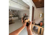 $350 : Yorkie thumbnail