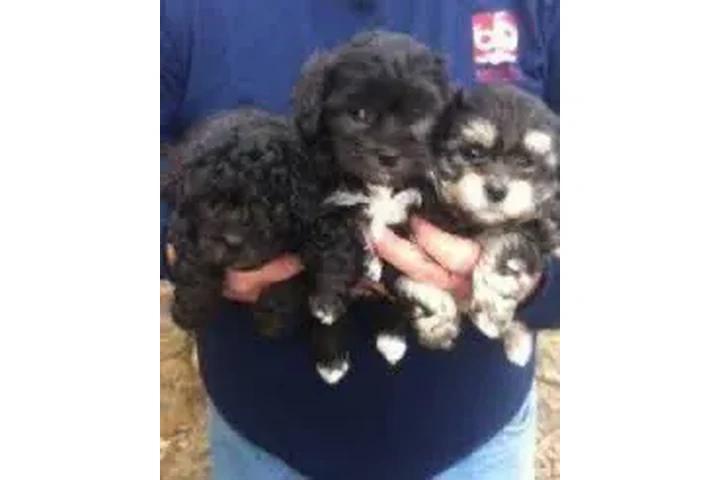 $350 : Maltipoo Perritos negros image 1