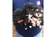 Maltipoo Perritos negros