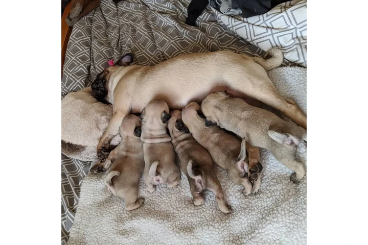 $350 : Cachorros Pug a la venta image 1