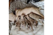 Cachorros Pug a la venta en Detroit