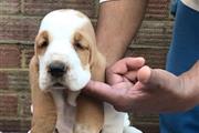 $700 : Basset Hound Puppies Top Quali thumbnail