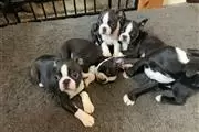 Cachorros boston terrier