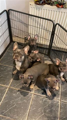 $500 : cute french bulldog available image 1