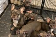 cute french bulldog available