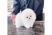 $350 : French bulldog and Pomeranian thumbnail