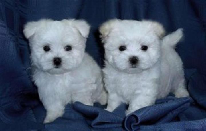 $500 : Fantastic White Maltese puppie image 2