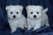 $500 : Fantastic White Maltese puppie thumbnail