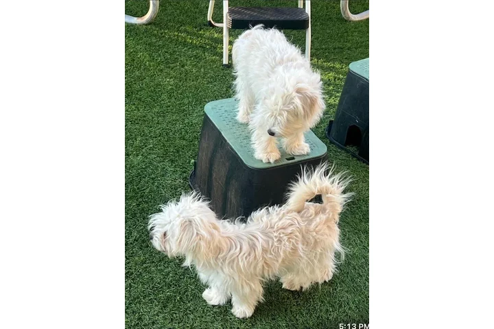 $250 : Perritas maltipoo image 1