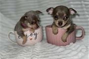 Good chihuahua pups available en Denver
