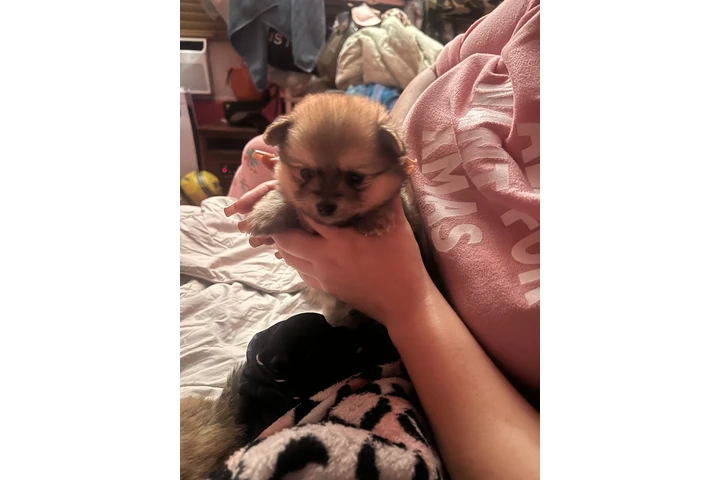 $750 : Pomeranian tea cup image 9