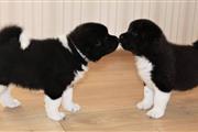 $700 : Akita puppies for adoption thumbnail