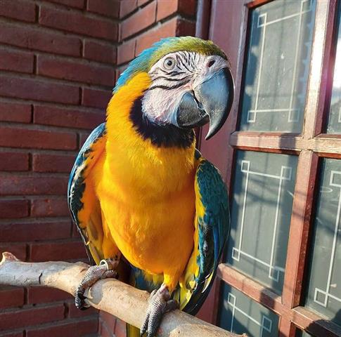 $400 : Macaws parrots  🐦 image 8