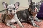 $250 : Pretty French bulldog thumbnail