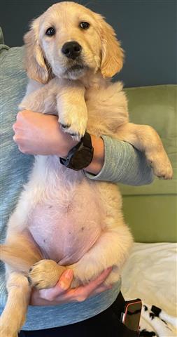 $500 : Golden Retriever Pup's image 2