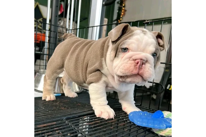 $500 : Lindos Bulldogs AKC en adopció image 3