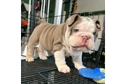 $500 : Lindos Bulldogs AKC en adopció thumbnail