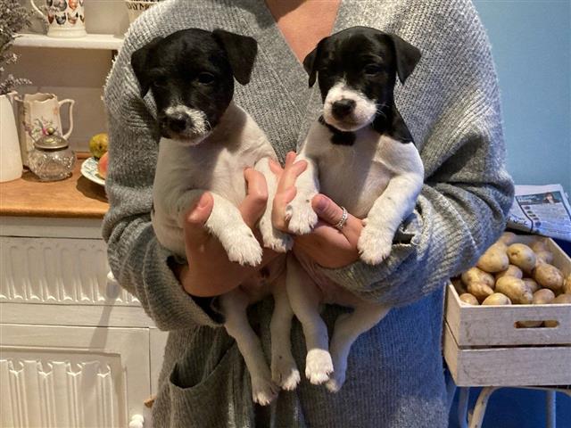 $550 : Jack Russell Puppies For Sale image 2