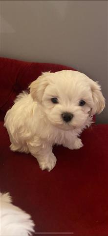 $420 : Super Adorable Maltese Puppies image 1