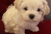 $420 : Super Adorable Maltese Puppies thumbnail