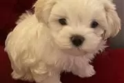 Super Adorable Maltese Puppies en Providence