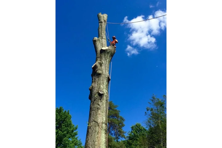 Happy Tree Services INC image 2