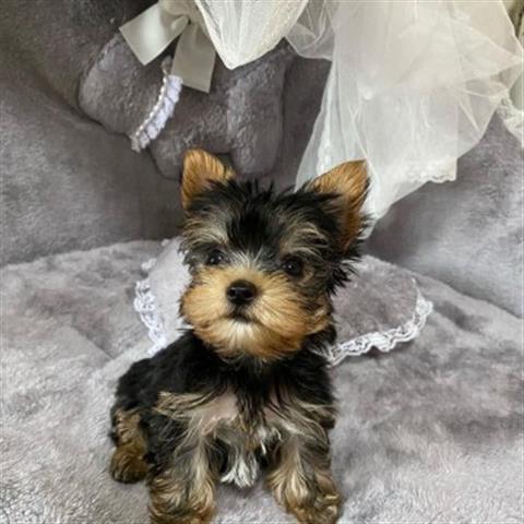 $600 : Cachorros yorkie image 3