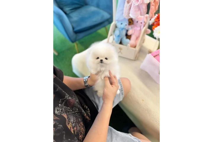$250 : POMERANIANS for sale image 4
