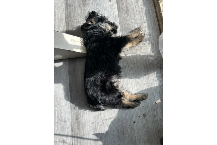 $650 : Yorkie niño  con vacunas image 2