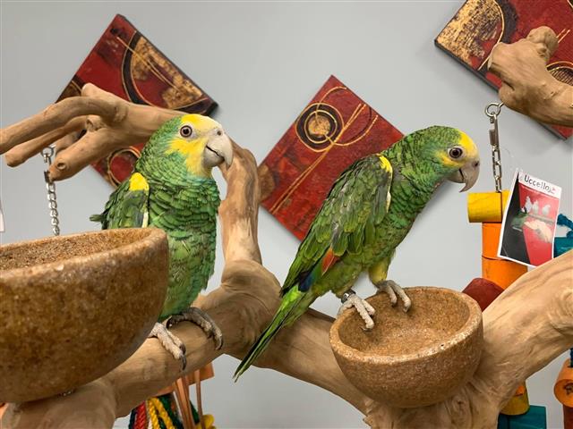 $325 : Reebok parrots image 1