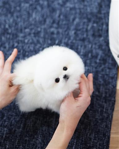 $300 : Teacup Pomeranian puppies image 3