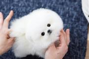 $300 : Teacup Pomeranian puppies thumbnail