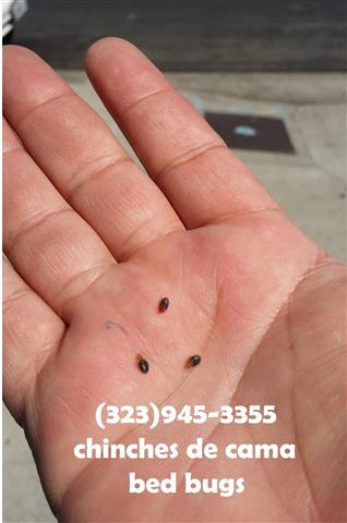 BED BUGS - PEST CONTROL 24/7 image 2