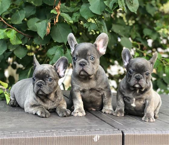 Frenchie Bulldog Puppies Ready image 2