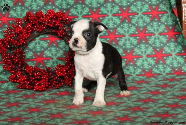 $600 : Boston Terrier Puppies image 3
