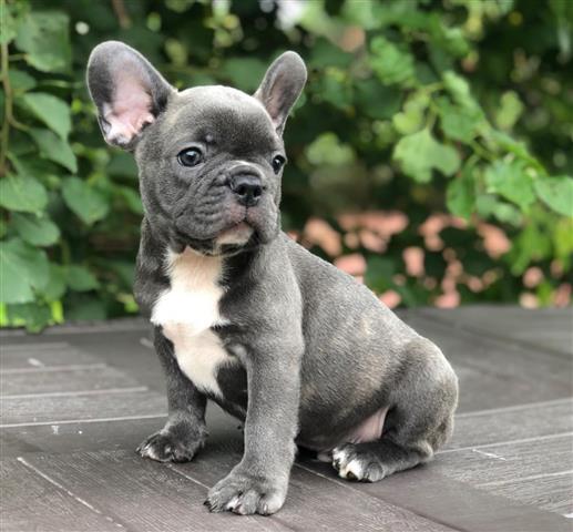 $350 : Frenchie puppies For Sale image 1