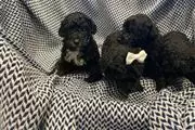 PUREBREED POODLE PUPS en Arlington VA