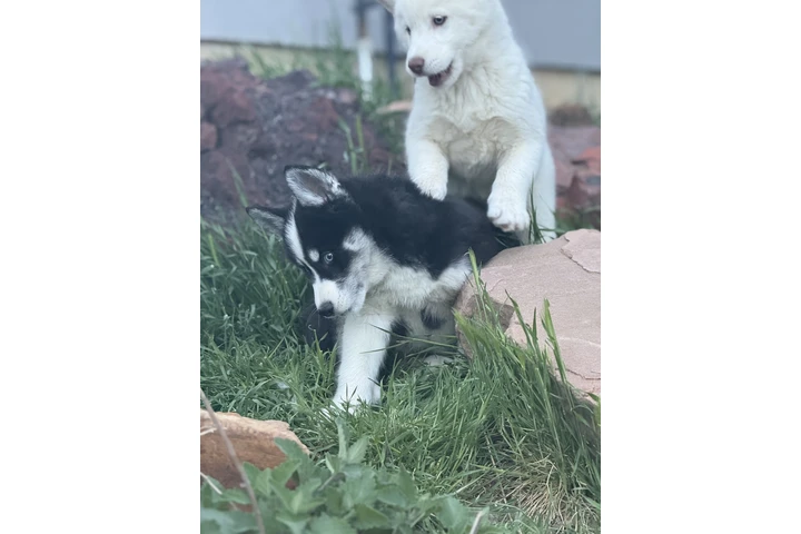 $300 : Husky image 2