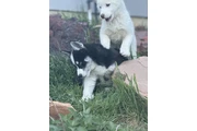 $300 : Husky thumbnail